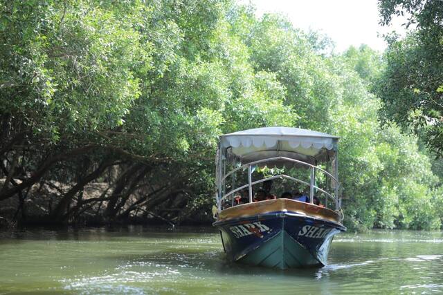 Mangrove Forest Boating in Pondicherry, photo 6