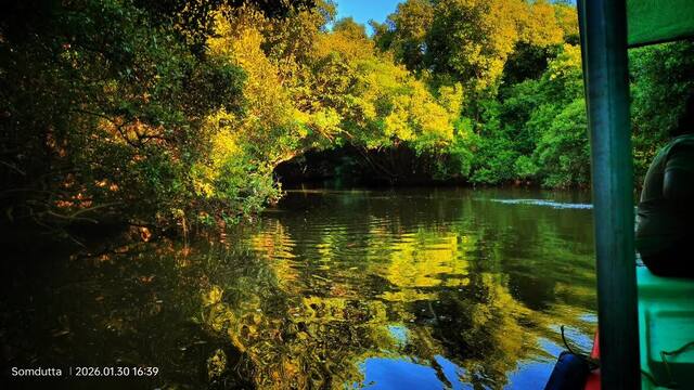 Mangrove Forest Boating in Pondicherry, photo 20