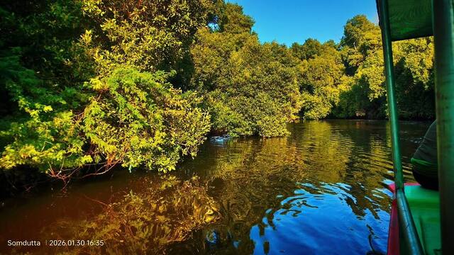 Mangrove Forest Boating in Pondicherry, photo 21