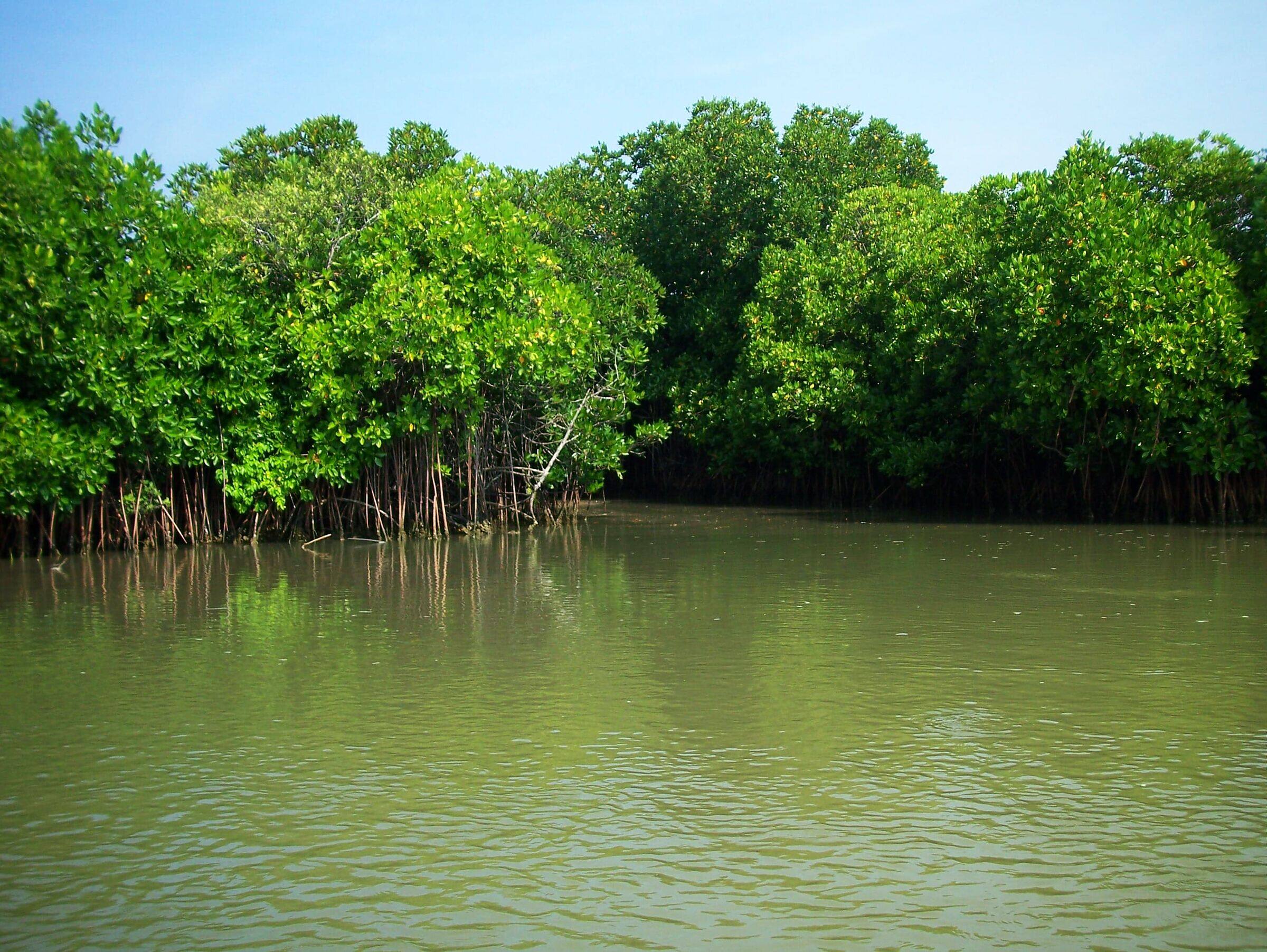 Mangrove forest river in Pondicherry