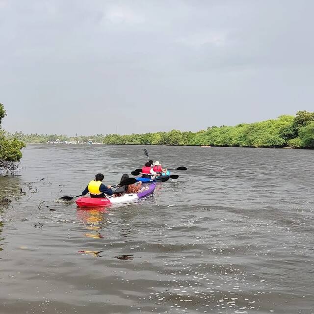 Mangrove Kayaking in Pondicherry, photo 11