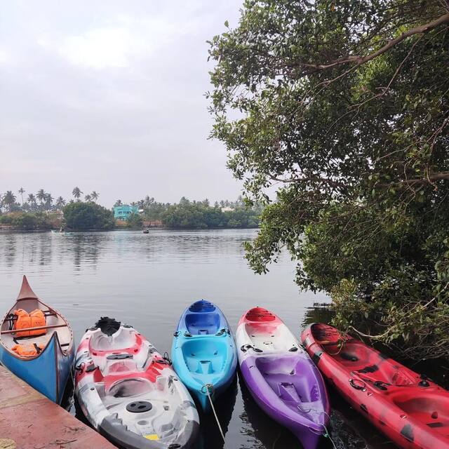 Mangrove Kayaking in Pondicherry, photo 12