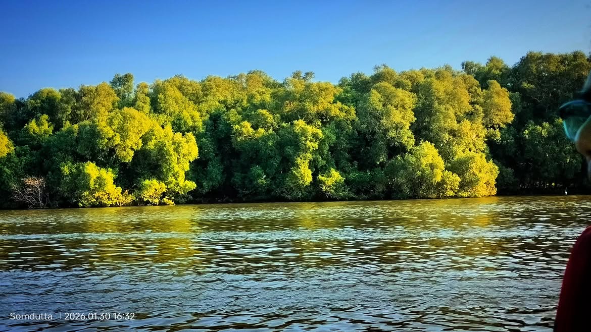 Mangrove forest in Pondicherry