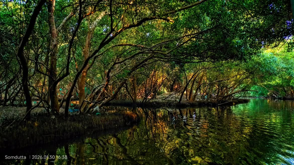 Mangrove roots arching over water